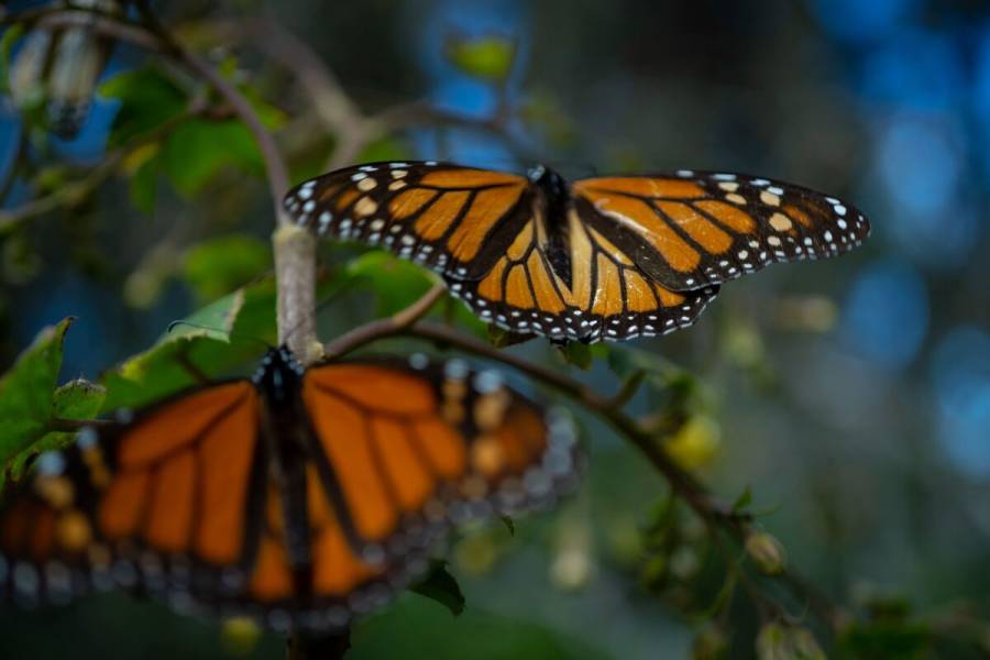 Presencia de la mariposa monarca aumentó 35% en 2021 en bosques de México