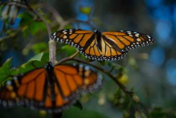 Presencia de la mariposa monarca aument&oacute; 35% en 2021 en bosques de M&eacute;xico
