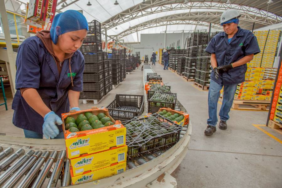 En abril, crecen 14.2 por ciento exportaciones agropecuarias y pesqueras