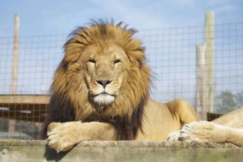 VIDEO: León muerde y arranca dedo a su cuidador en un zoológico