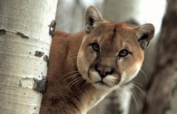 Una ni&ntilde;a de 9 a&ntilde;os sobrevive al ataque de un puma en EEUU