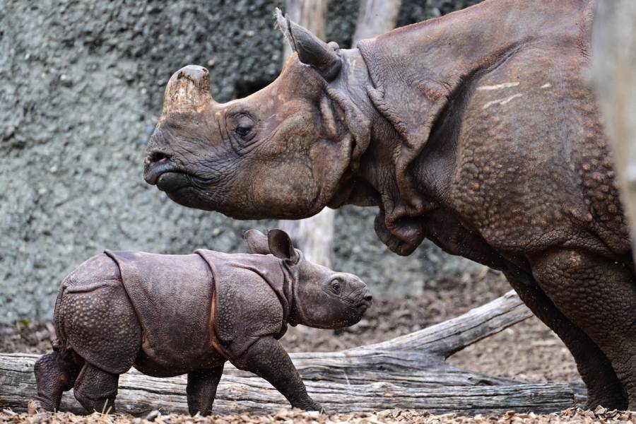 El mayor criador de rinocerontes del mundo liberará 100 ejemplares al año en Sudáfrica