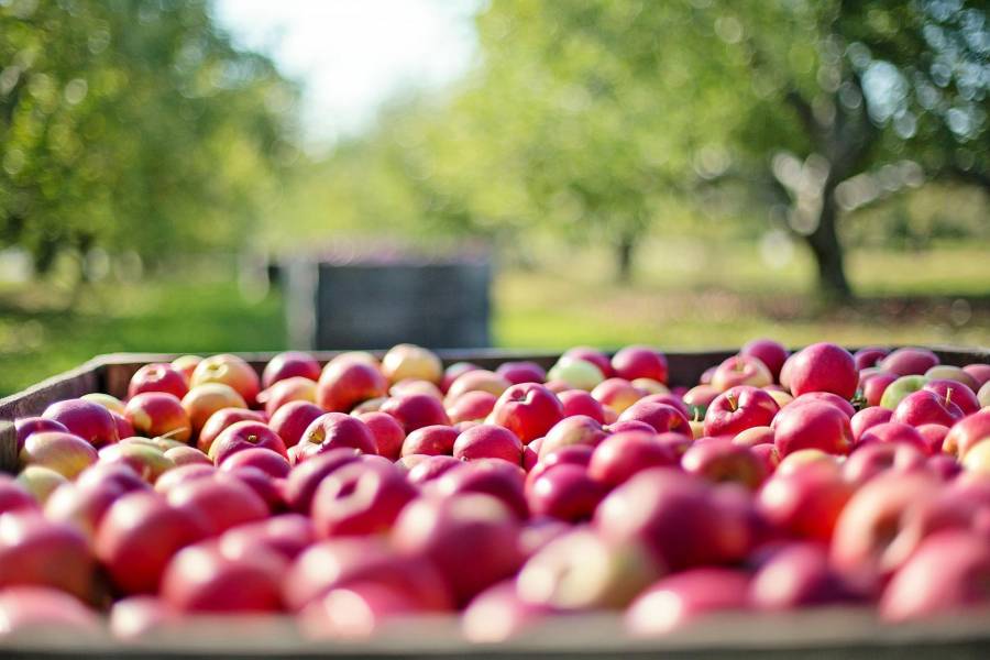 Alsea lanza Premio Alsea con un financiamiento de 150 mil d&oacute;lares a la investigaci&oacute;n ganadora en alimentaci&oacute;n y nutrici&oacute;n