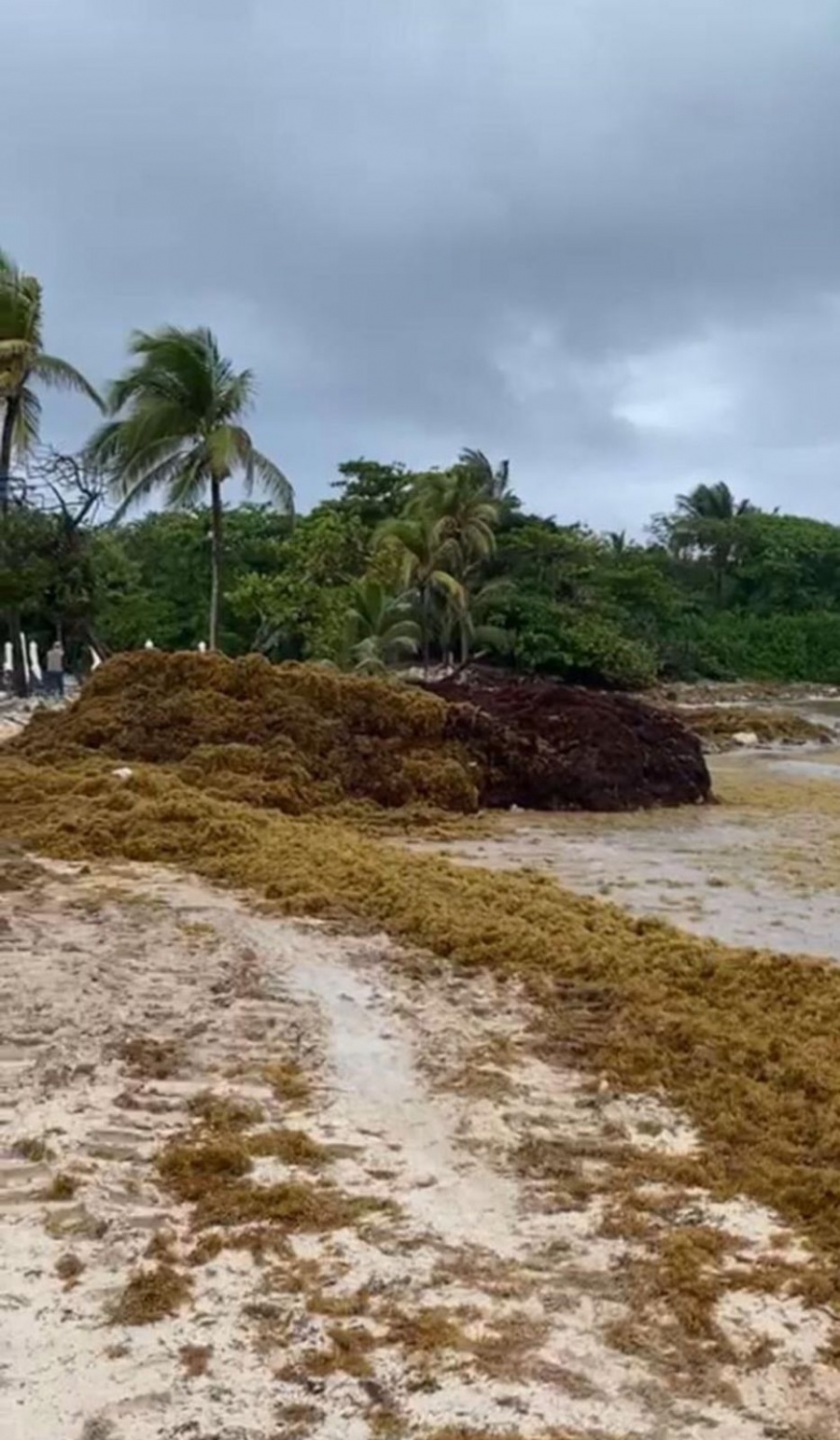 Niega ayuntamiento de Tulum fideicomiso contra sargazo