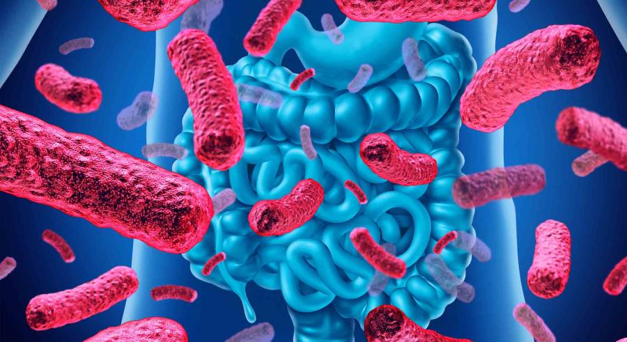 ¿Cómo ayudan los probióticos a solucionar problemas intestinales?