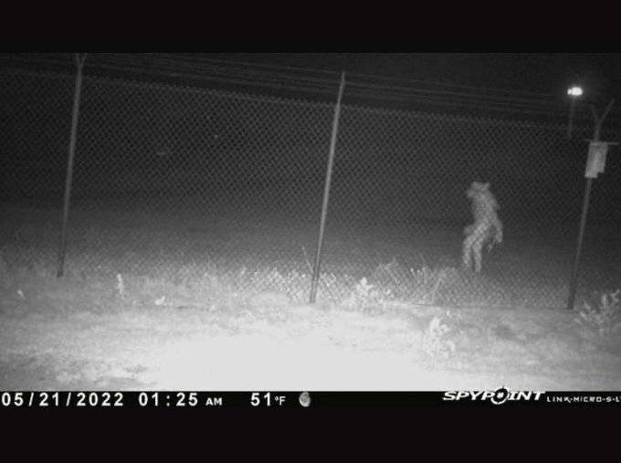 El Chupacabras anda en Texas