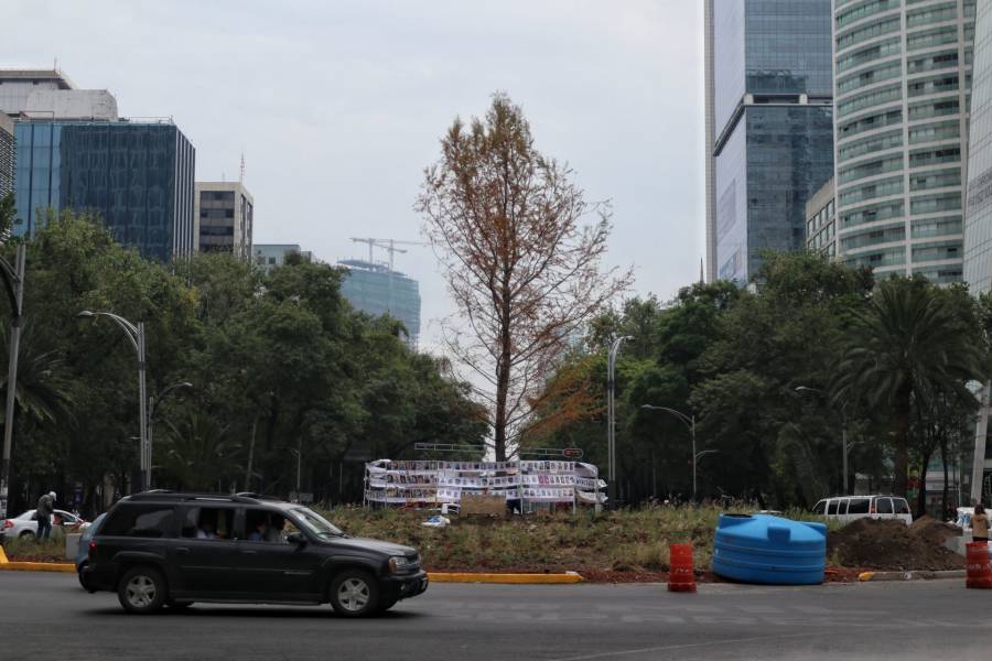 Sedema pide a capitalinos permitir que “se adapte” el Ahuehuete de Reforma