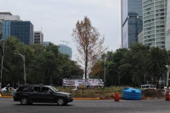 Sedema pide a capitalinos permitir que “se adapte” el Ahuehuete de Reforma