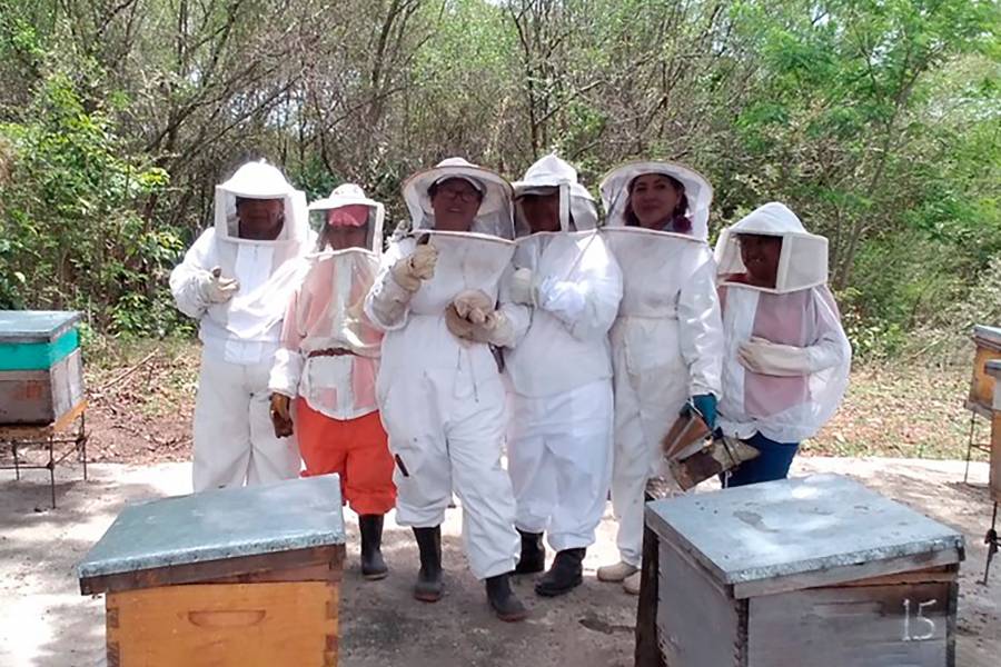 Con programa zoosanitario, aumenta 25% la producci&oacute;n de miel en 5 estados: Secretar&iacute;a de Agricultura