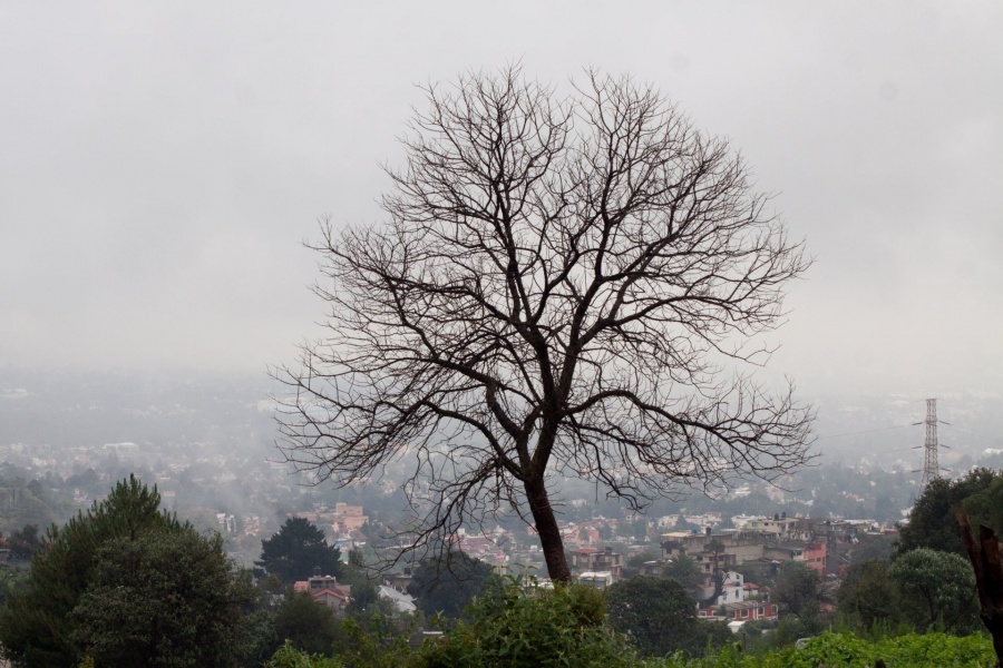 Gobierno de SLP no retirará un solo árbol: Ricardo Gallardo