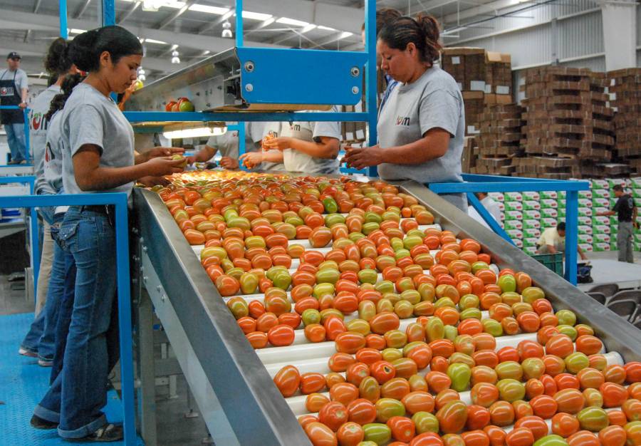 Agricultura reporta crecimiento del 5.3% en sector primario en abril; suben exportaciones en mayo