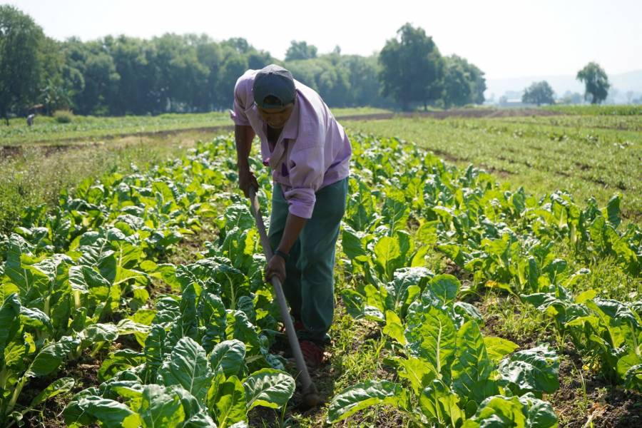 Crecen producción y exportaciones de variedades de hortalizas de México