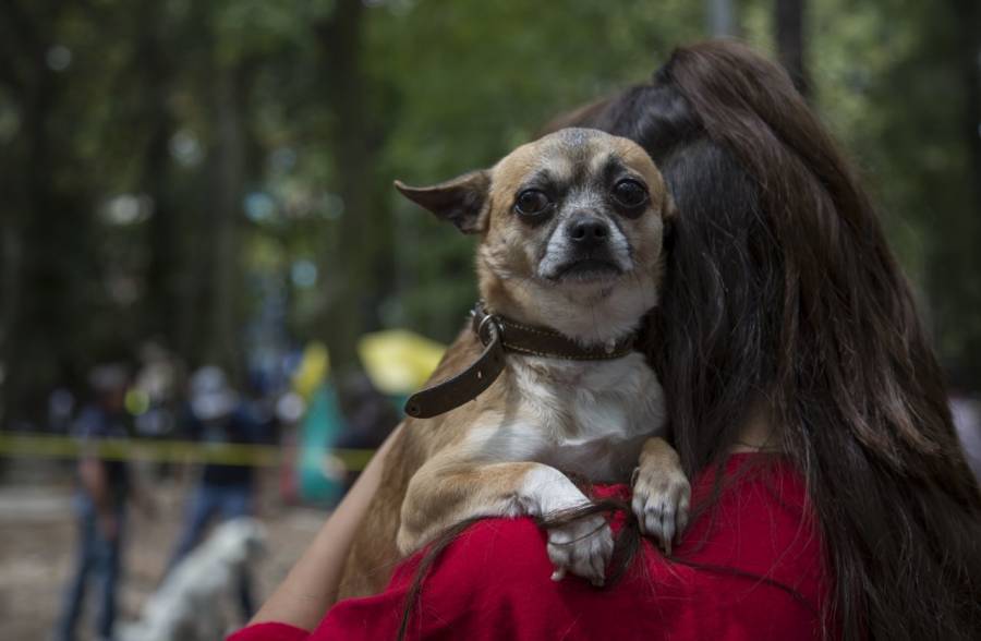 ¡Lomitos salvadores! Alcaldía Tlalpan lanza curso de rescate para perros