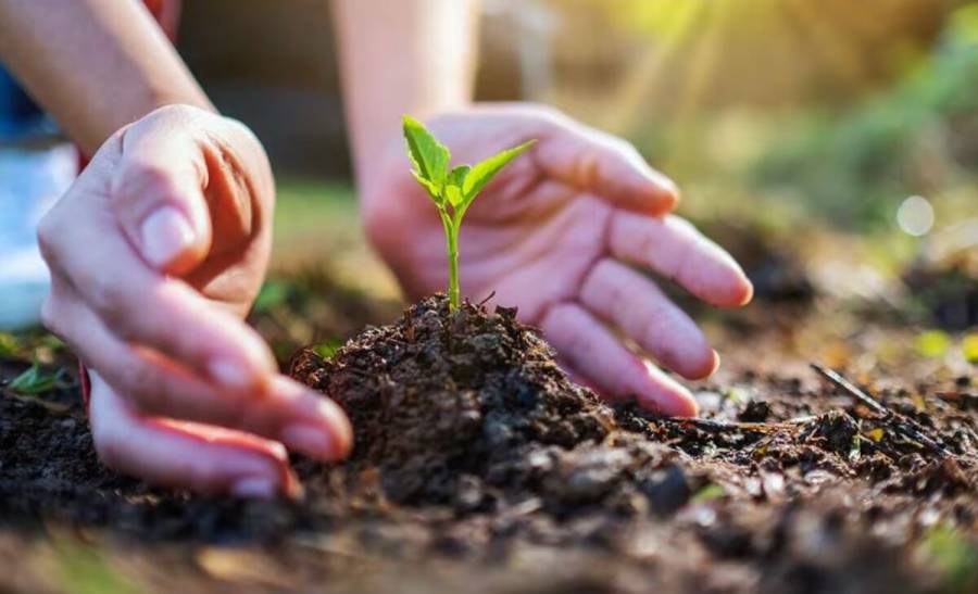 ¿La inteligencia artificial es nociva para el medio ambiente?