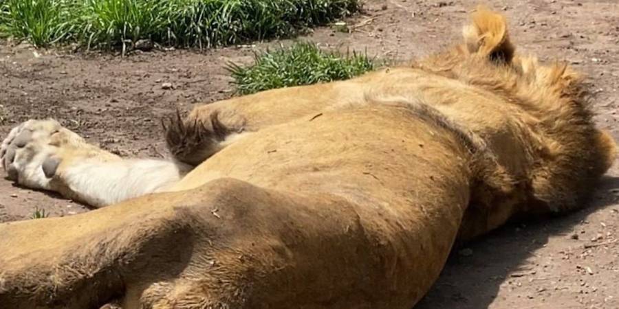 Sheinbaum atiende denuncia por maltrato de felinos en el Ajusco