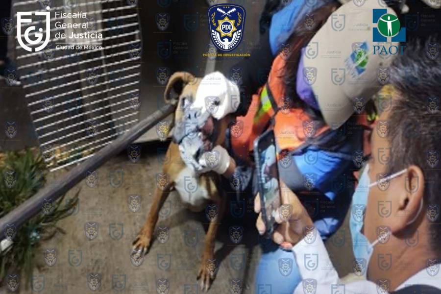 Rescata FGJCDMX a perritos maltratados en Iztacalco