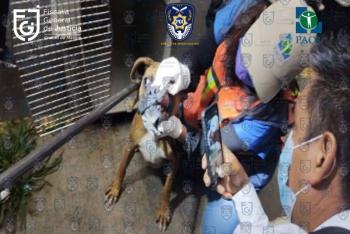 Rescata FGJCDMX a perritos maltratados en Iztacalco