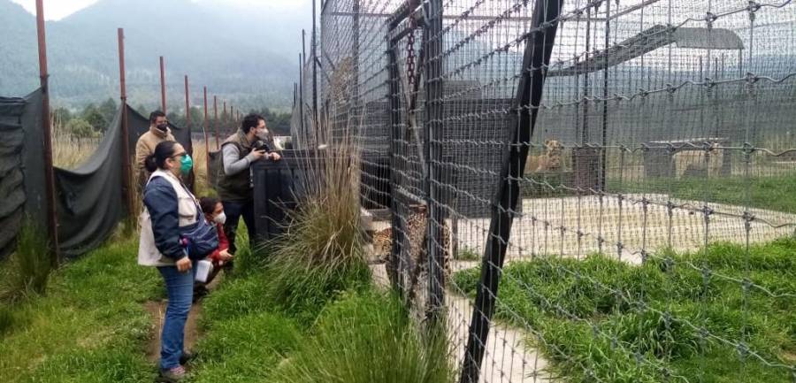 Profepa atiende denuncia popular por maltrato de fauna silvestre en Ajusco, Tlalpan