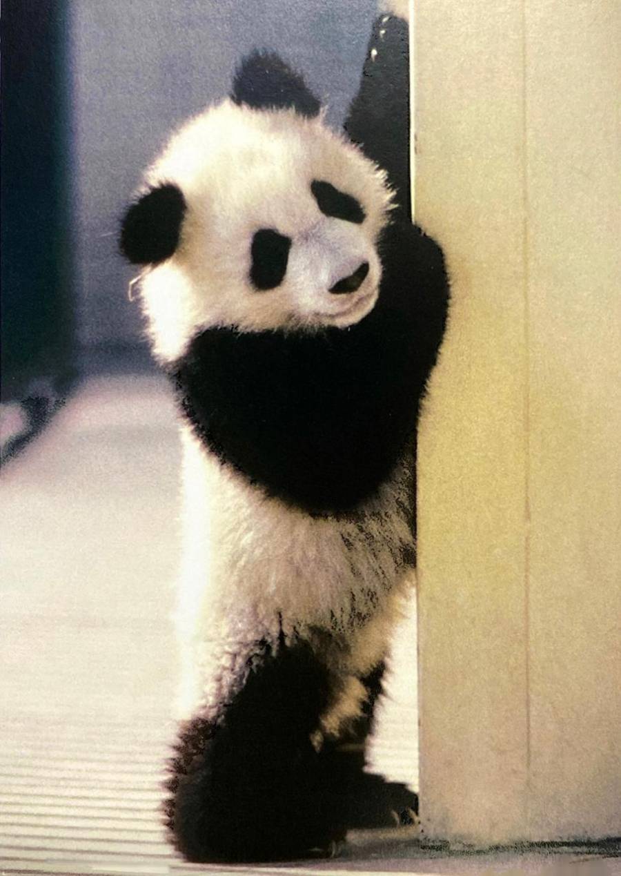 ¡Adiós querida Shuan Shuan! Honra Sedema vida de la panda gigante más longeva de México