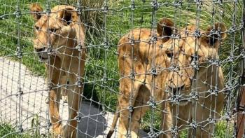Sheinbaum inform&oacute; que presentan denuncias contra Santuario animal