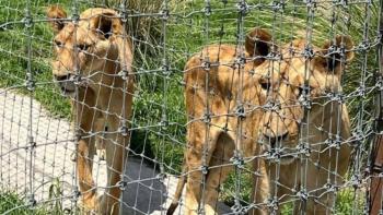 Sheinbaum informó que presentan denuncias contra Santuario animal