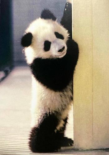 ¡Adi&oacute;s querida Shuan Shuan! Honra Sedema vida de la panda gigante m&aacute;s longeva de M&eacute;xico
