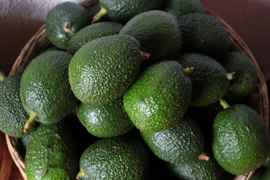 EEUU autoriza ingreso de aguacate de Jalisco
