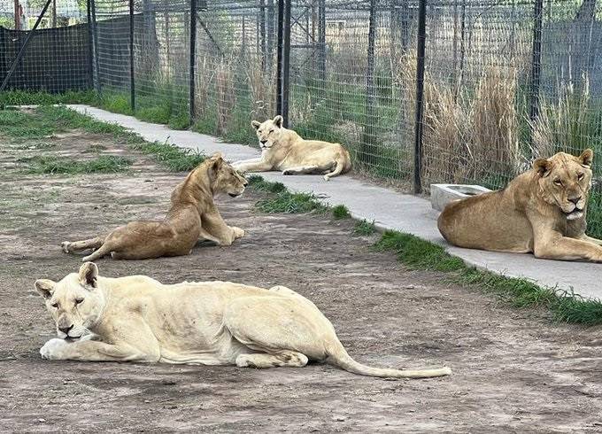 Desde 2019, reportan quejas contra refugio Black Jaguar-White Tiger