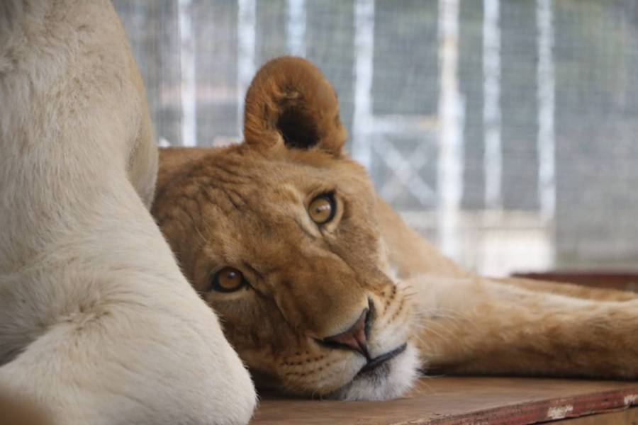 Muere leona rescatada del refugio Black Jaguar-White Tiger