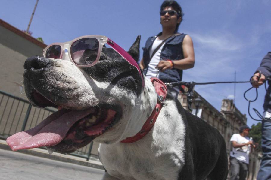 A proceso, policía luego de “machetear” a un perro en Valle de Chalco, Edomex