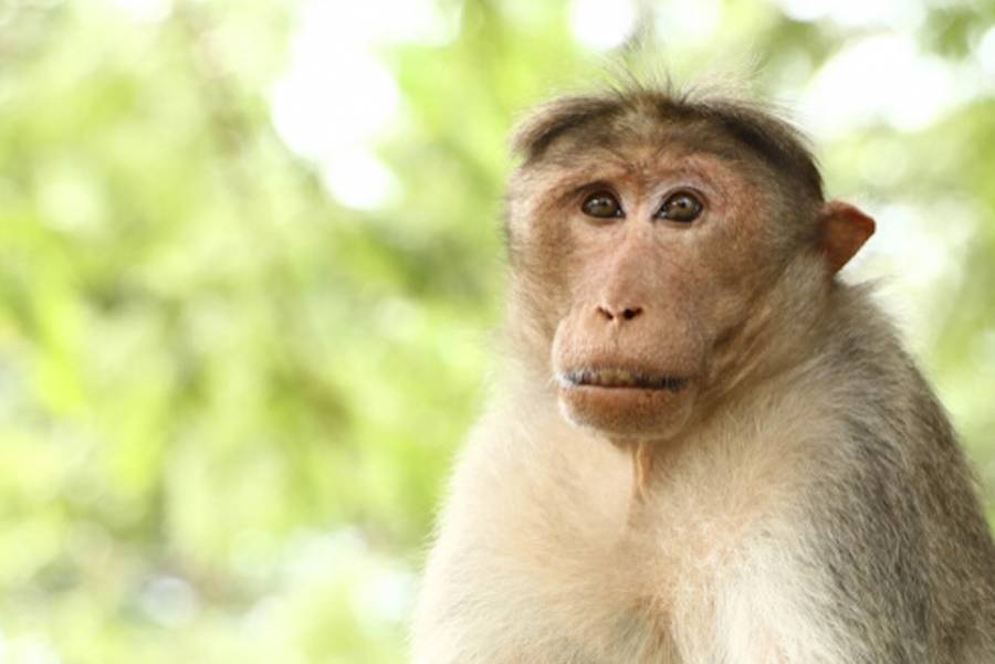 Ataques en serie de monos dejan 42 heridos en Japón
