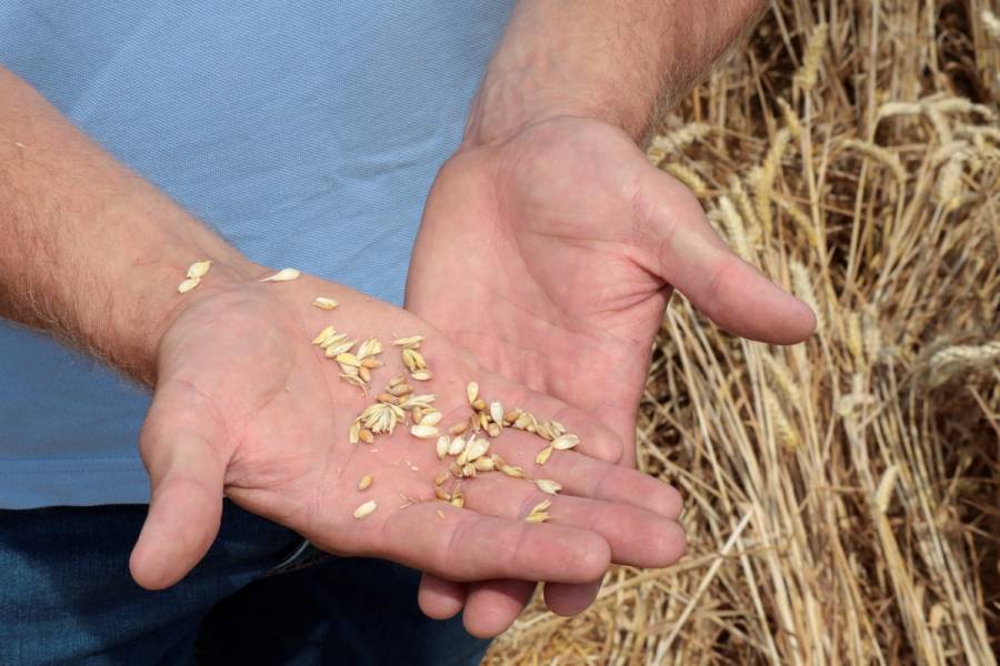Ucrania espera reanudar exportaciones de grano esta semana