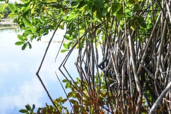 Durante 2021 m&aacute;s de un tercio de manglares se perdieron a nivel mundial, declaran cient&iacute;ficos