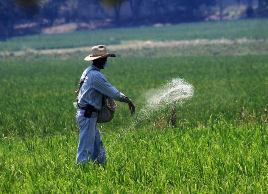 Anuncian programa de apoyos para impulsar compra de fertilizantes