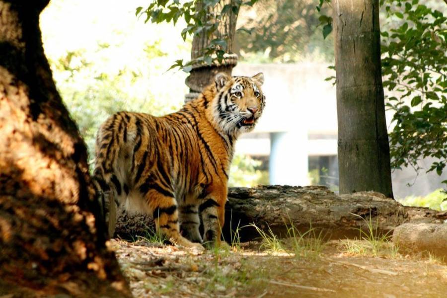 En día Internacional del Tigre, Sedema exhorta a no adquirir tigres y otros grandes felinos como animales de compañía