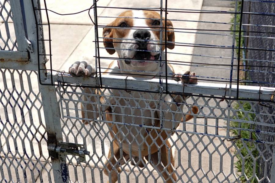 Brigada de Vigilancia Animal rescata 826 perritos; buscan ser adoptados