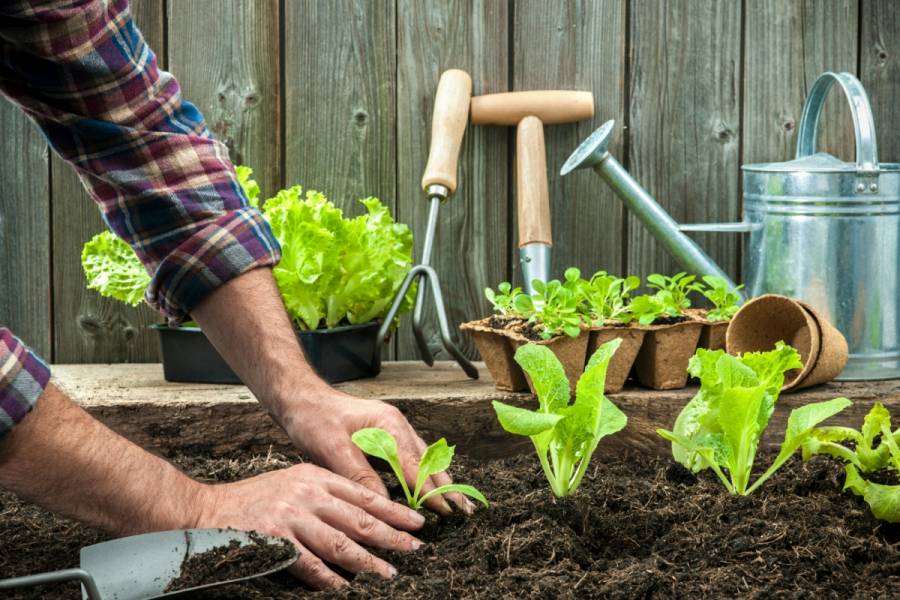 ¿Por qué tener huertos ecológicos?