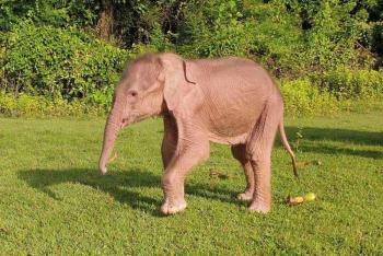 Nace en Birmania un inusual elefante blanco