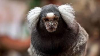 OMS denuncia ataques contra monos en Brasil por temor a viruela del mono
