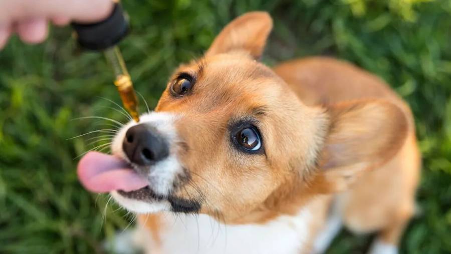 ¿Es posible el uso veterinario del cannabis medicinal?