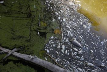 Peces aparecen sin vida en r&iacute;o que une a Alemania y Polonia