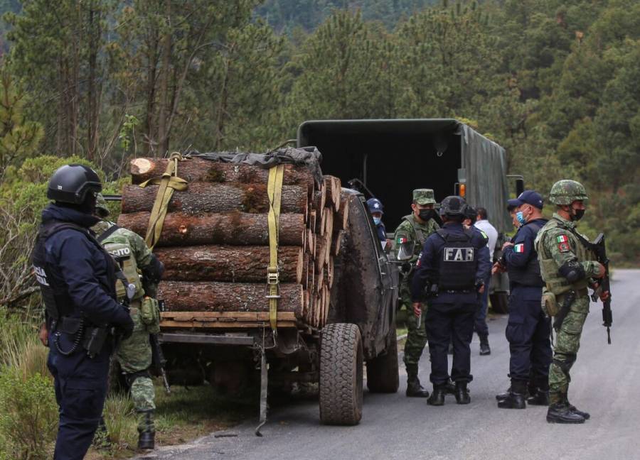 INAI ordena a FGR informar sobre tala ilegal de árboles de 2013 al 2022