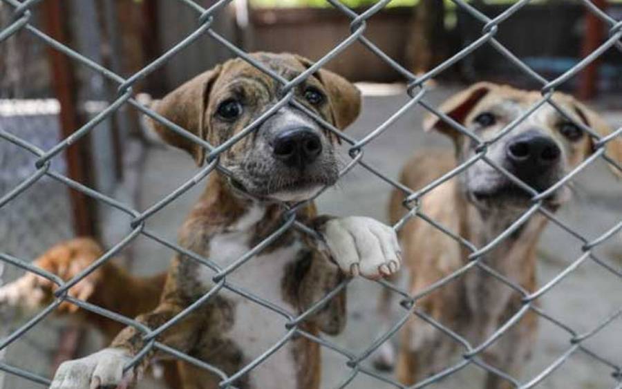 Hasta 5 a&ntilde;os de prisi&oacute;n a quien ejerza violencia contra animales de compa&ntilde;&iacute;a