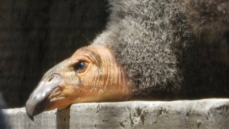 Invita Sedema a poner nombre a dos crías de Cóndor de California