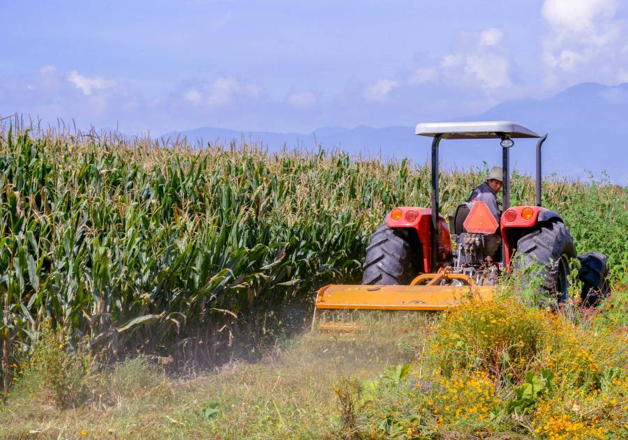 Ante sequía, apoya Agricultura a productores con cultivos de bajo uso de agua