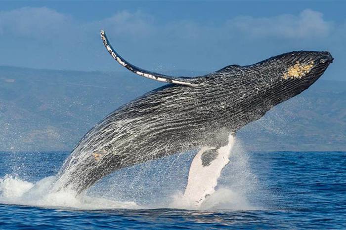 Avistamiento de Ballenas, un espectáculo natural impresionante en las playas de Michoacán