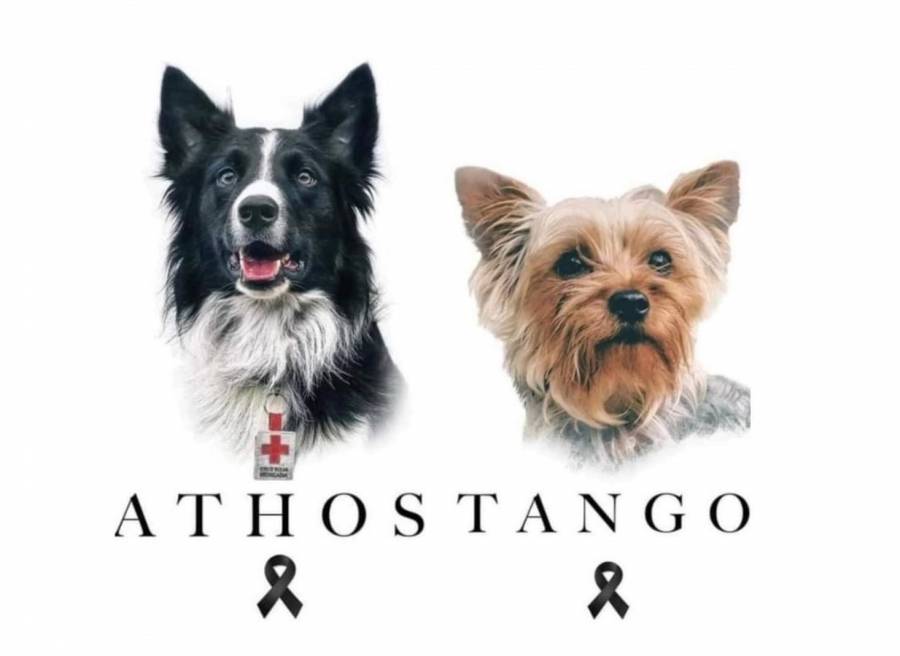 Realizan primer juicio penal “hist&oacute;rico” por fallecimiento de los perritos Athos y Tango en Quer&eacute;taro