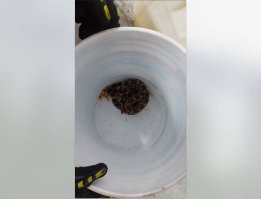 Aseguran una serpiente en la estación Boulevard Puerto Aéreo de la Línea 1 del Metro