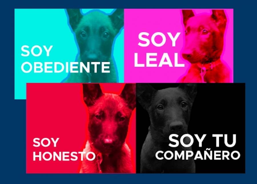 Fiscal&iacute;a CDMX lanza concurso para poner nombre a cuatro cachorros designados a la PDI