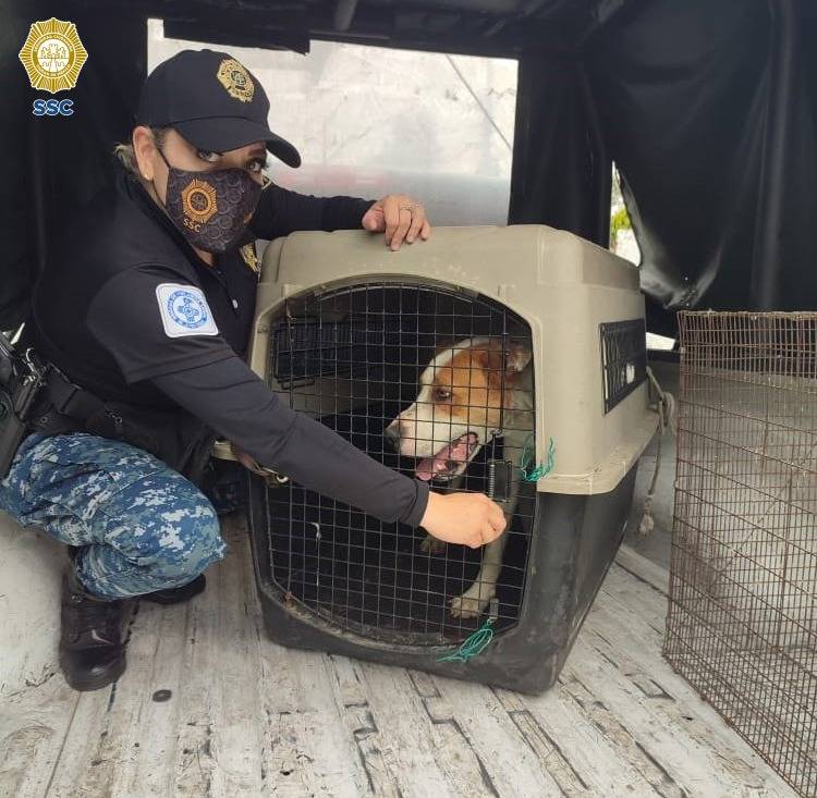 Brigada de vigilancia animal de la SSC rescataron a un canino en condiciones de maltrato